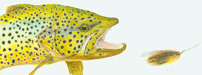 Brown Vs. McKnight's Home Invader Fly Fish