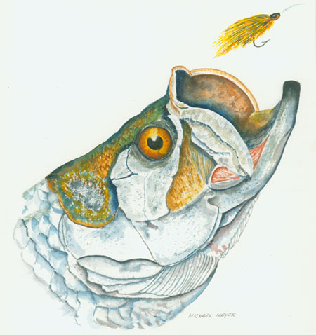 Fish Portrait Fly Fish