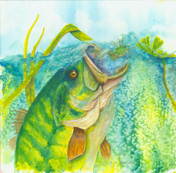 Gulping a Fuzzy Bug Fly Fish